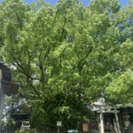 闘鶏神社にある樹齢1200年の大楠