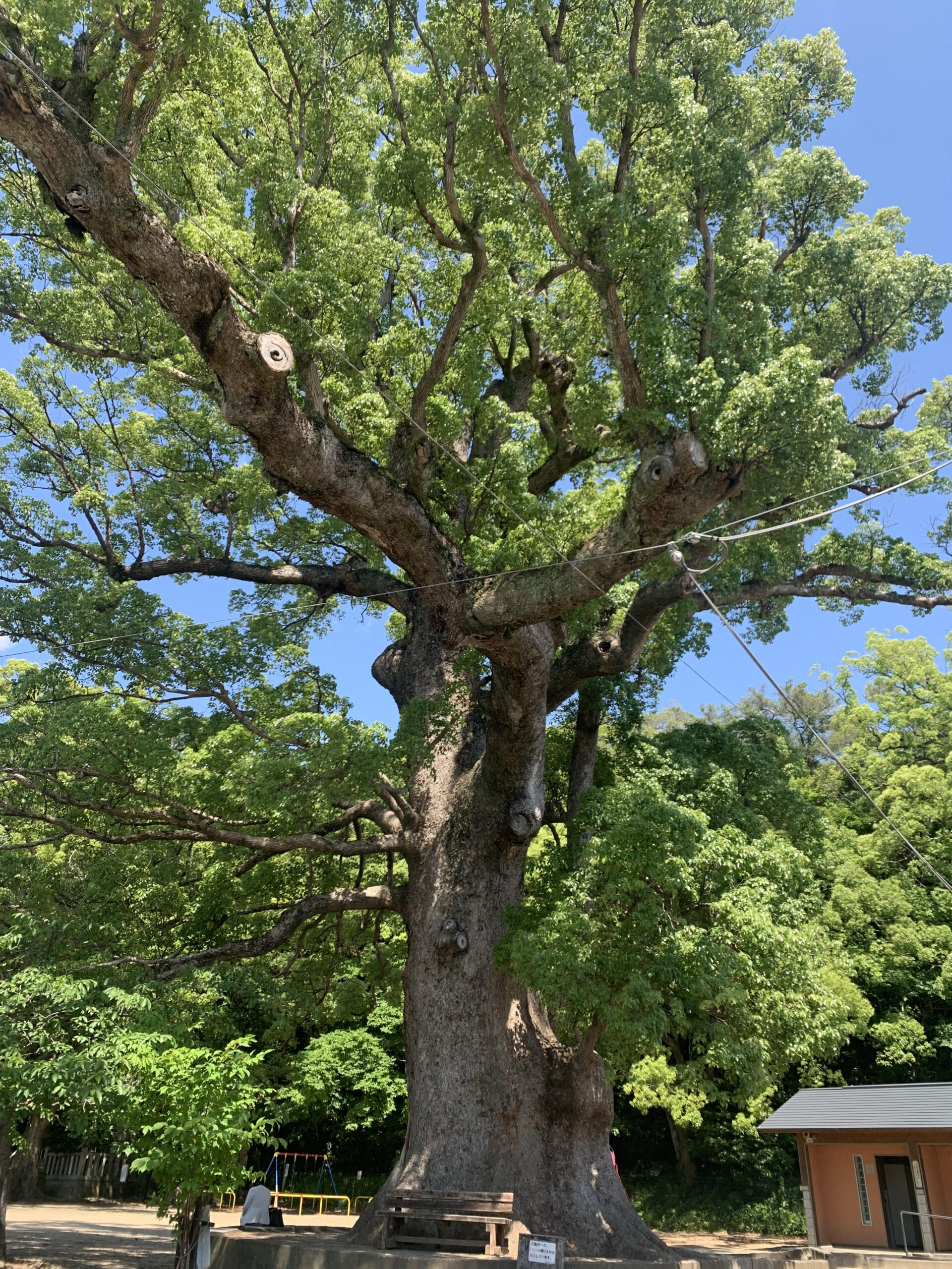 世界遺産 鬪雞神社（闘鶏神社）和歌山県田辺市